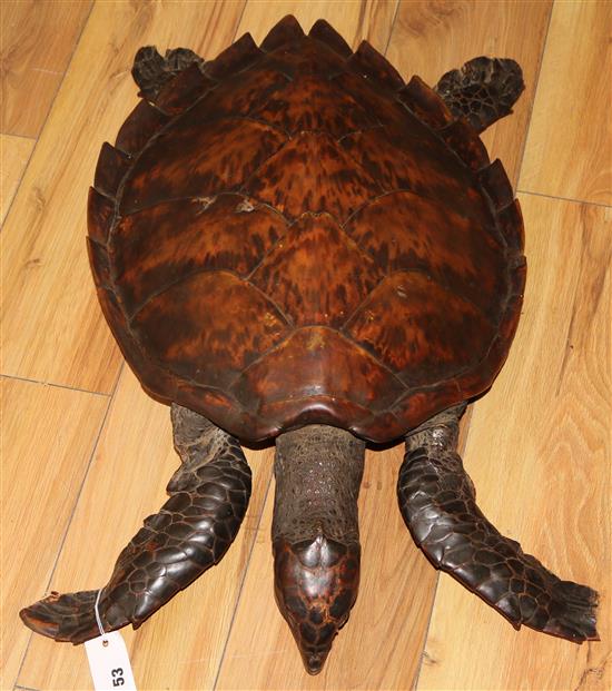 A taxidermic turtle